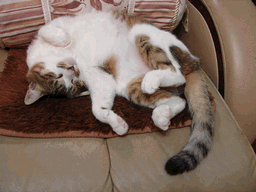 c0136736_2242429.gif
