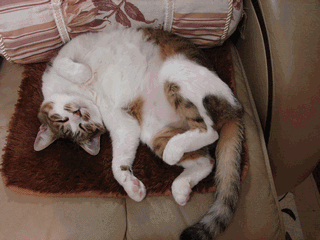 c0136736_22431614.gif