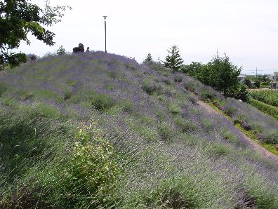 d0093936_17275241.jpg