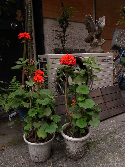 a0087341_5333085.jpg
