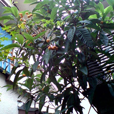 e0034047_042822.jpg