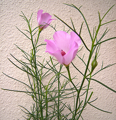 a0001354_22521368.jpg