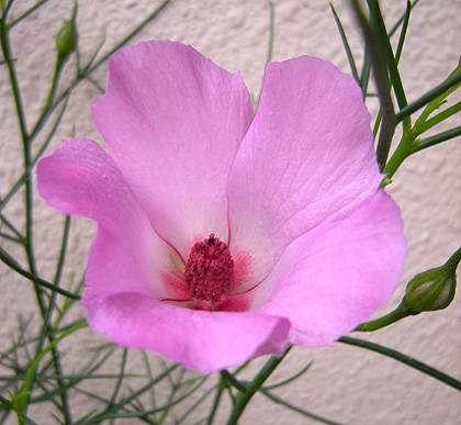 a0001354_22522955.jpg