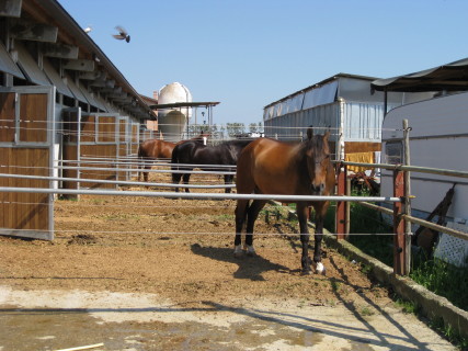 f0077159_451471.jpg