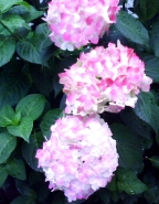 b0134673_2174677.jpg