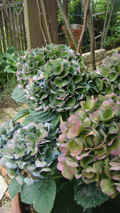 e0005603_1756991.jpg