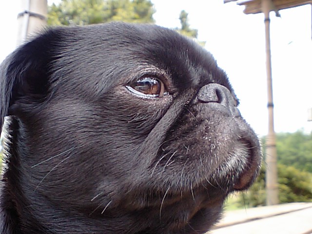 a0074110_050336.jpg