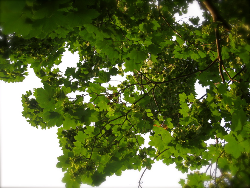 c0120817_23135172.jpg
