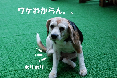 c0116921_22531296.jpg