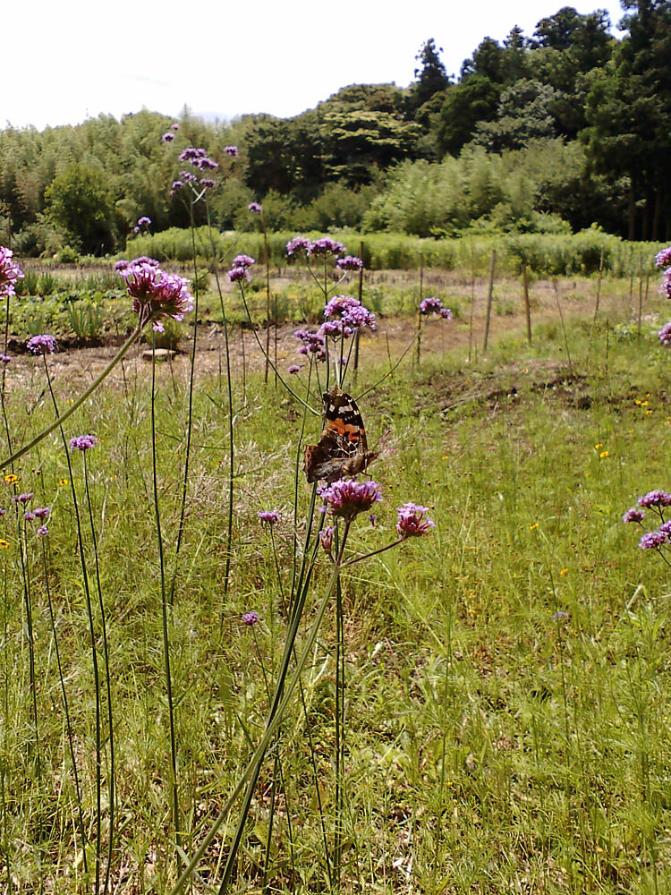 d0089024_13115969.jpg