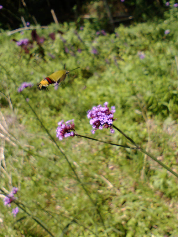 d0089024_1385156.jpg