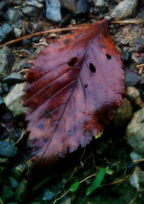 f0178850_011548.jpg