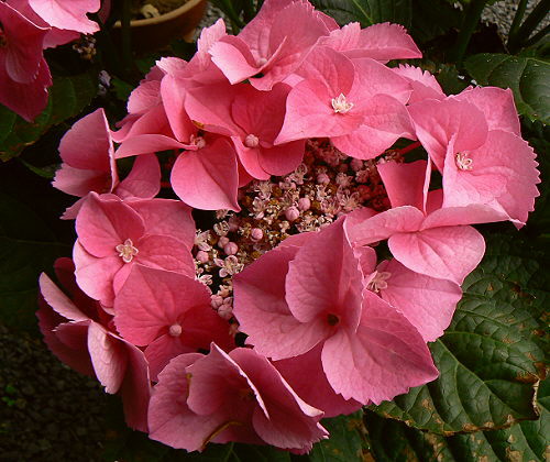 d0091754_421730.jpg