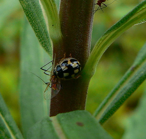 d0091754_4482681.jpg