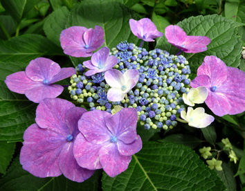 a0064291_1923223.jpg