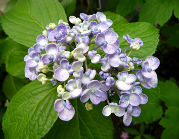 a0064291_1933297.jpg