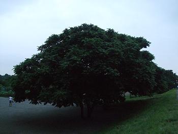 f0153998_23431134.jpg