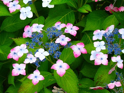 f0163298_1615723.jpg