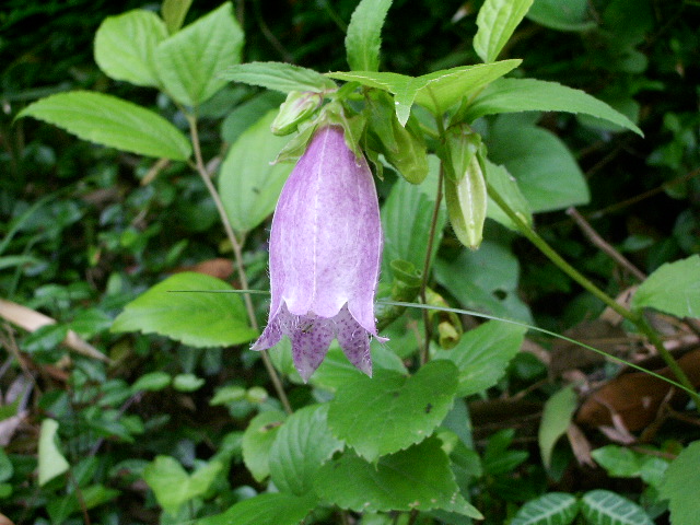 e0025300_12143265.jpg