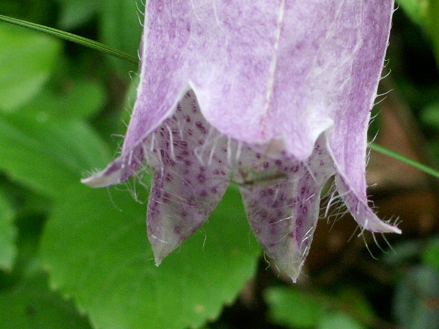 e0025300_1223947.jpg