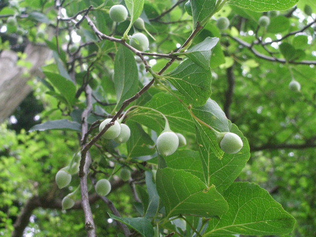 e0025300_1224865.jpg