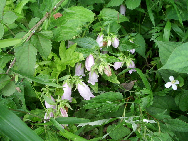 e0025300_129559.jpg
