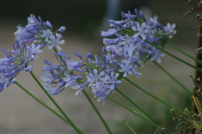 b0052108_20473075.jpg