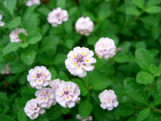 f0162908_095759.jpg