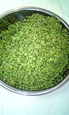 f0085810_1801767.jpg