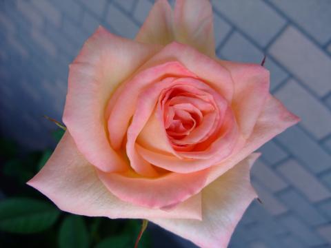 b0071413_22473415.jpg