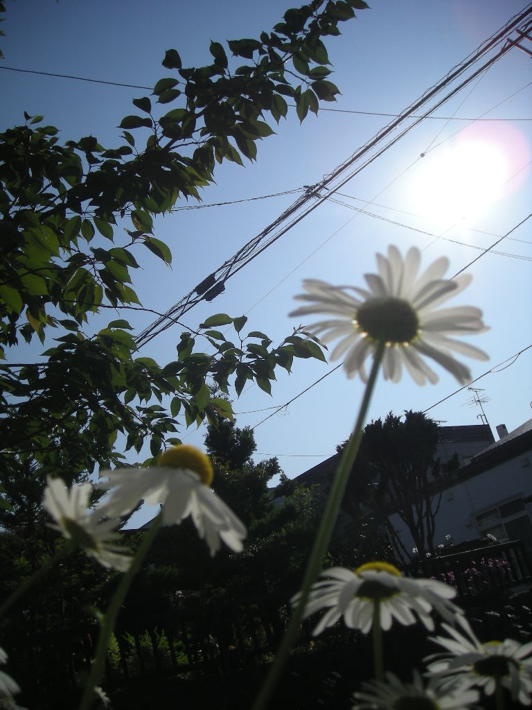 e0113915_7592052.jpg