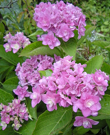 a0001354_1956156.jpg