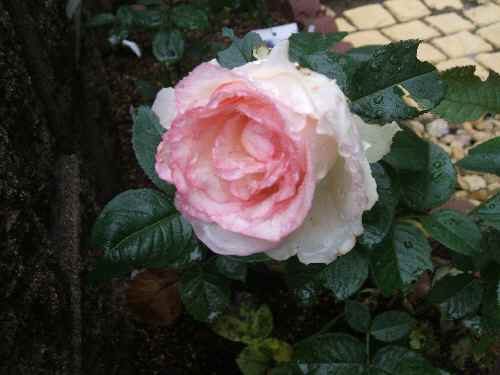 a0061973_164899.jpg