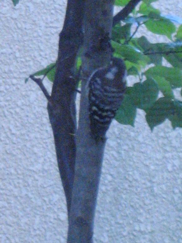 e0123576_926058.jpg