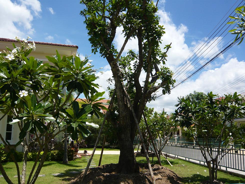 f0178278_1026759.jpg