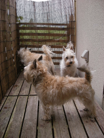e0066883_213833.gif