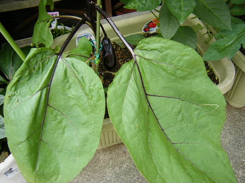 b0104592_1085586.jpg