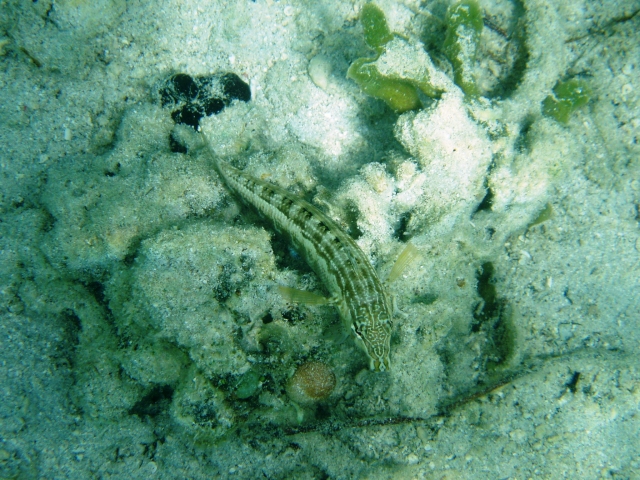 a0000014_136424.jpg