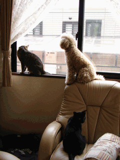 c0136736_2028190.gif