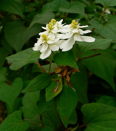 d0091754_2022194.jpg