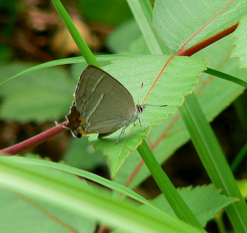 d0091754_250068.jpg