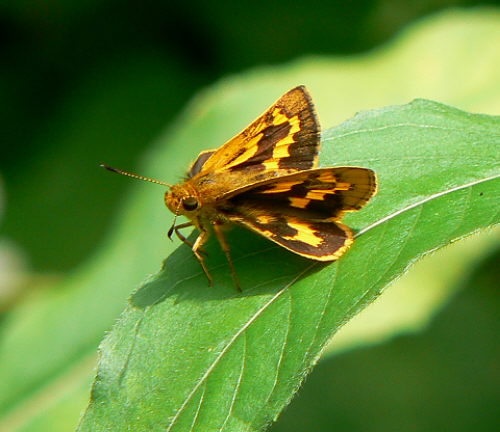 d0091754_3325344.jpg
