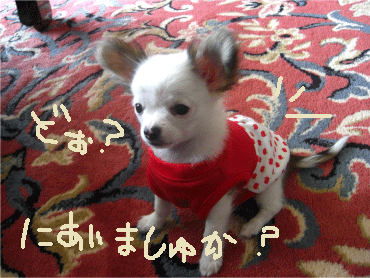 f0170966_12162.gif
