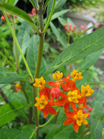 c0104371_1423257.jpg