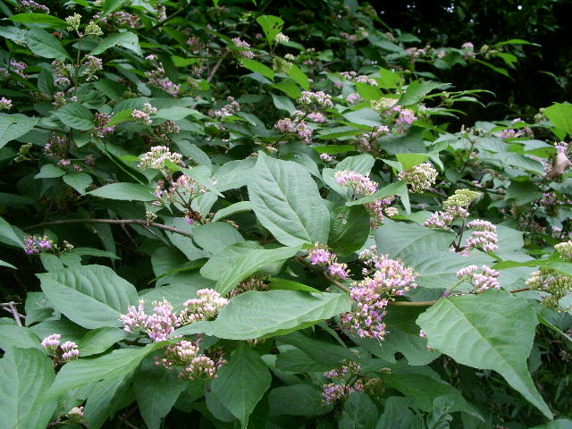 e0025300_1159269.jpg