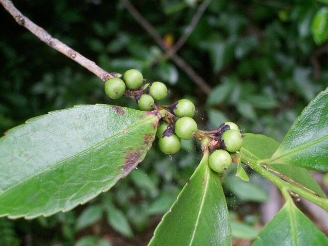 e0025300_1210135.jpg