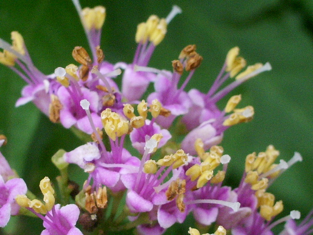 e0025300_127519.jpg