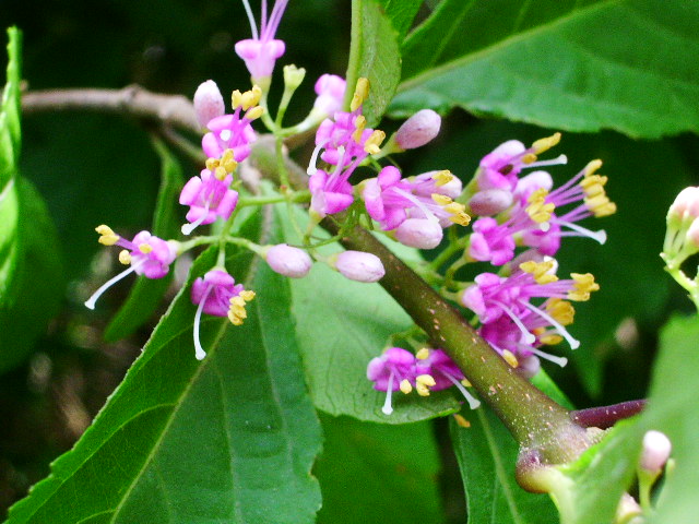 e0025300_129950.jpg