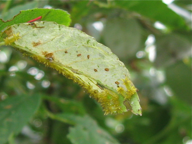 f0128316_10492521.jpg