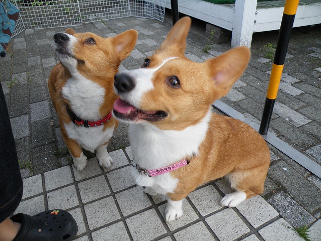 c0127617_18444228.jpg